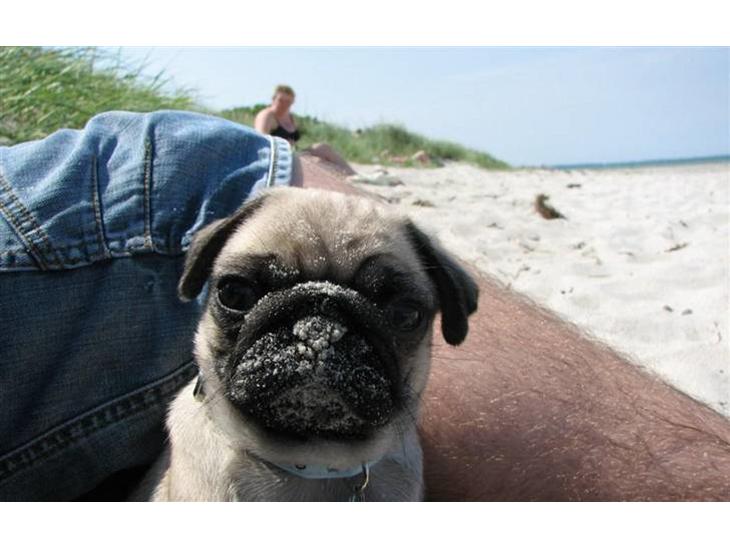 {{currentPhoto.altText}} billede {{currentPhoto.number}}