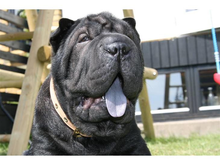 Shar pei Louis - Louis  billede 1