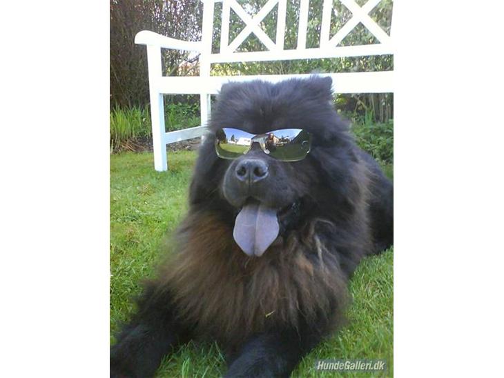 Chow chow Oscar - KARL-SMART!! Oscar - 1½ år, juni 08 billede 1