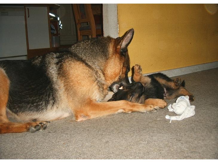 Schæferhund Kento - Her ligger lille manden sammen med hans mor. billede 1