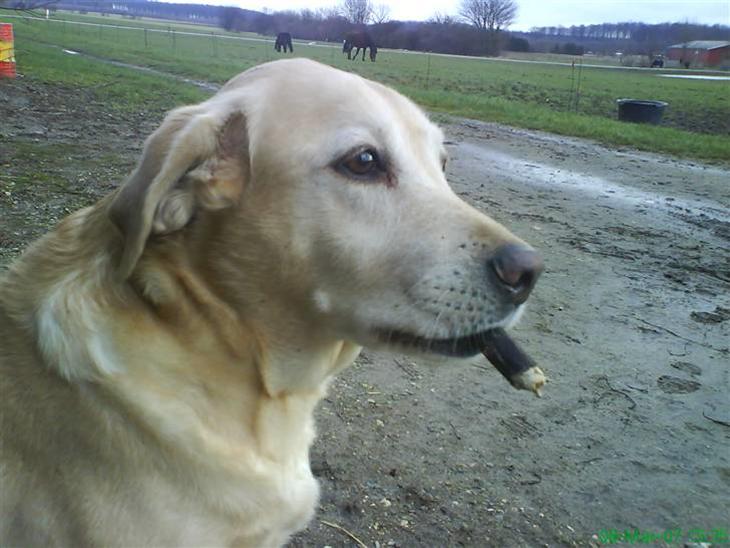 Labrador retriever Richo  R.I.P 2009  - Hej og velkommen til min profil..!  billede 1