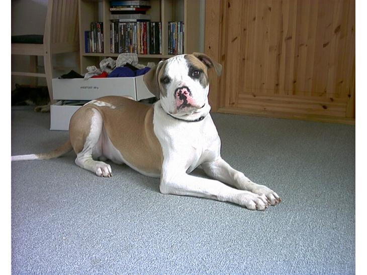 Amerikansk bulldog Kenzo billede 1