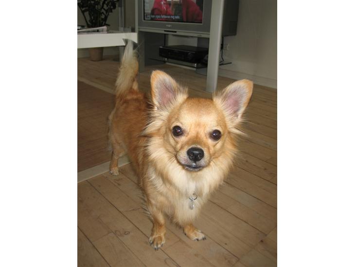 {{currentPhoto.altText}} billede {{currentPhoto.number}}