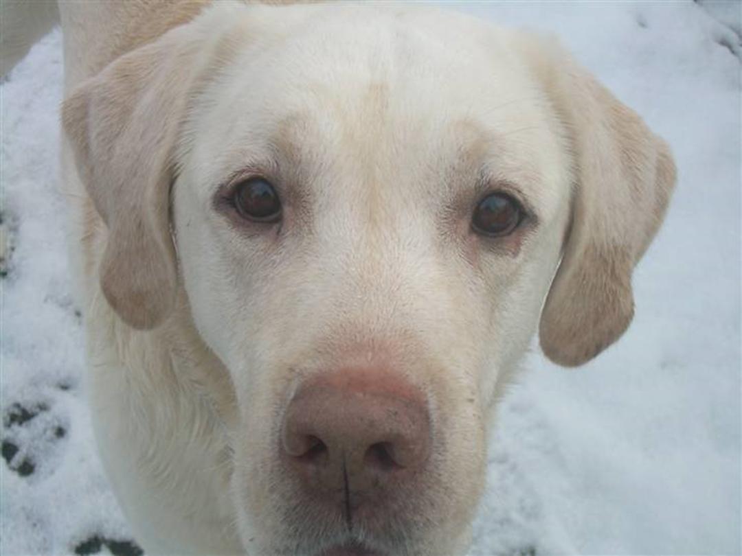 Udvalg Uændret Resistente Labrador retriever Thor (Buller) <´3 RIP - 1999 - Thor er blev 10 år gammel  og ...