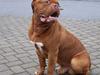 Dogue de bordeaux Valour R.I.P. 
