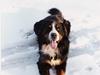 Berner sennenhund Ricky [ Himmelhund]