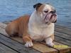 Engelsk bulldog Tsar