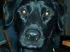 Labrador retriever Sofus
