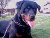 Rottweiler Kolja(Død) [ Himmelhund]