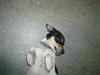Jack russell terrier Pjævs [Tidl. hund]