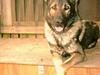 Schæferhund Wiliam (død) [ Himmelhund]
