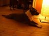 Amerikansk staffordshire terrier Emma