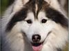 Siberian husky Dancer