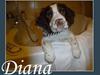 Field Trial spaniel Diana 