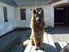 Schæferhund Svikmøllens Larus ( himmelhund ) [ Himmelhund]