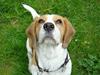Beagle Bailey 1999-2011 [ Himmelhund]