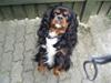 Cavalier king charles spaniel Sofus