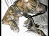 Staffordshire bull terrier ( Engelsk) Murphy