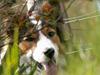 Border collie Dina