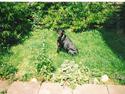 Dobermann SENTA