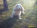 Cocker spaniel Sille