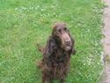 Cocker spaniel Twiggy