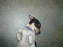 Jack russell terrier Pjævs