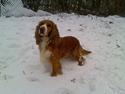 Cocker spaniel Rico