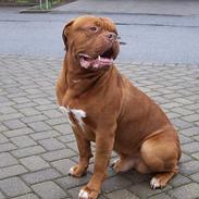 Dogue de bordeaux Valour R.I.P. 