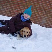 Golden retriever Lilo