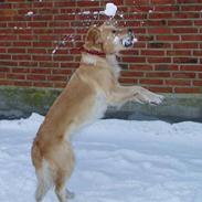 Golden retriever Lilo