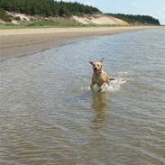 Golden retriever Lilo