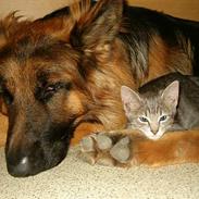 Schæferhund Slottet's Texas Ranger 