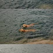 Golden retriever Lilo