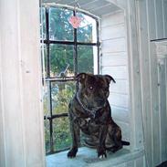 Staffordshire bull terrier tyson