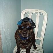 Staffordshire bull terrier tyson