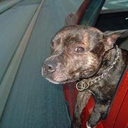 Staffordshire bull terrier tyson