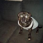 Staffordshire bull terrier tyson