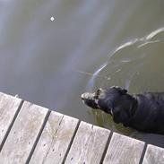 Labrador retriever Lucky RIP