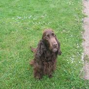 Cocker spaniel Twiggy