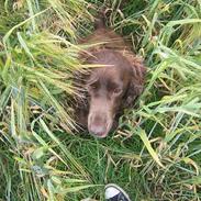 Cocker spaniel Twiggy