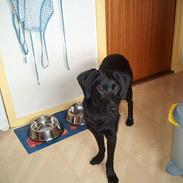 Blanding af racer Freja