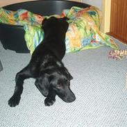 Blanding af racer Freja