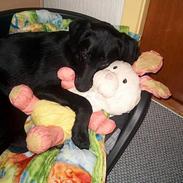 Blanding af racer Freja