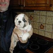 Engelsk bulldog Tsar