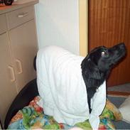 Blanding af racer Freja