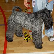 Kerry blue terrier Kordes Quite Eminent 