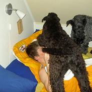 Kerry blue terrier Kordes Quite Eminent