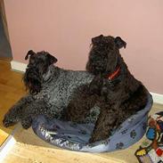 Kerry blue terrier Kordes Quite Eminent