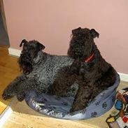 Kerry blue terrier Kordes Quite Eminent 